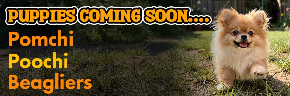 Puppies Coming Soon (New)2